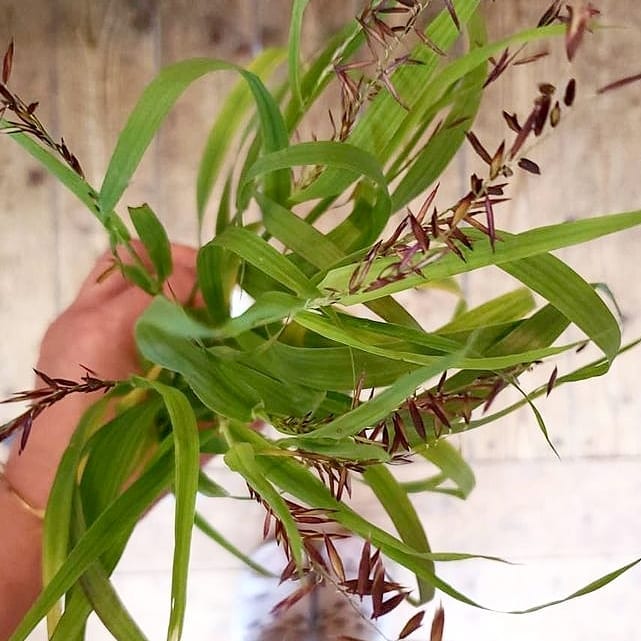 . . 今年も入りました～ このグラス可愛すぎます♡ ちょっと線香花火みたいにも見える♪ . . . . .