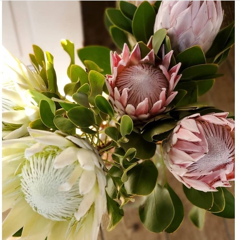 Instagram Image